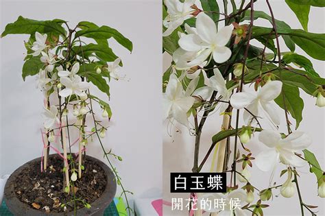 白玉蝶風水|垂絲茉莉養護小貼士